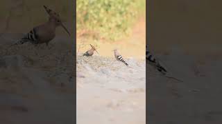 Hoopoe birdsofinstagram birdslover birdsounds birdsoftheworld shorts viralvideos birdsong [upl. by Amersham623]