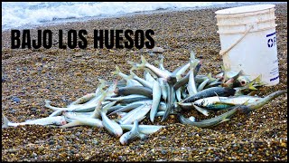 PESCA en BAJO LOS HUESOS  PEJERREY PATAGONICO DE COSTA  ARGENTINA [upl. by Akenom]