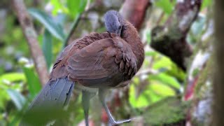 Greyheaded Chachalacas Ortalis cinereiceps [upl. by Ardnot74]