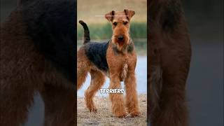 Airedale Terrier 🐕 [upl. by Demaggio]