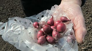 Planting Onion Sets Sowing Carrot seed Fertilizing Strawberries [upl. by Jerrilee658]