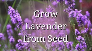 Grow Lavender from Seed [upl. by Newell]