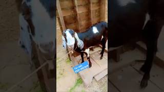 Bakri Available for sale goat shortvideo shots animals [upl. by Raffo]