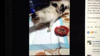 Declawed Cat Paralyzed And Bedridden [upl. by Candless]