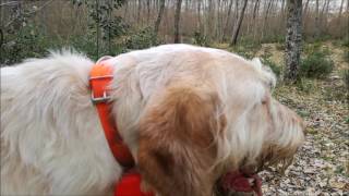 Beccaccia Spinone Italiano 5 guidata [upl. by Latrena]