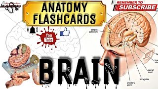 BRAIN l NEUROANATOMY SERIES 2020 l FLASHCARDS neetpg2022 fmgedecember2021 [upl. by Nylave]