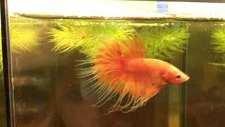 SOLD OUT Orange Butterfly Crowntail Betta Fish Male  ZüriBetta [upl. by Zsazsa]