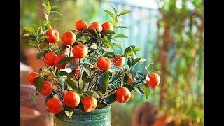 The Calamondin Orange Citrofortunella Microcarpa 5 [upl. by Yelahc439]