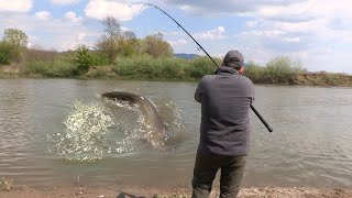 Pecanje soma bele ribe i šarana na Zapadnoj Moravi kod Kraljeva FULL VIDEO Fishing catfish on river [upl. by Azilem]