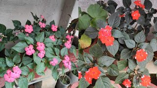 How to Care for a Chinese Blossom Plant [upl. by Ellenyl]