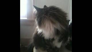 Our Maine Coon chirps and talks to wake us up [upl. by Elleron423]