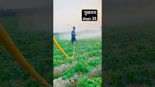 आलू मैं स्प्रे CARBENDAZIM 12MANCOZEB 63WP farmerlife automobile kheti farmer [upl. by Nogras]