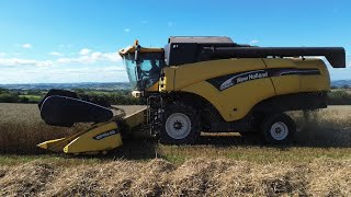 Combining time the oats are first using a New Holland CX740 in the Black Mountains Part 1 Oats [upl. by Daloris]