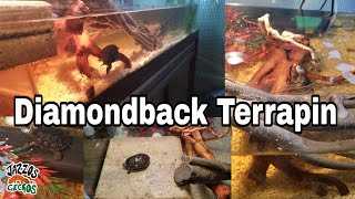 NEW TURTLES  Diamondback Terrapin  Tank setup [upl. by Patrizius881]