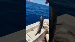 Nabeta fishing maui seaanimal fish hawaiioutdoors seacreature [upl. by Athalee929]