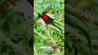 ¡Descubre los secretos del Quetzal wildlife vidasalvaje animals aves birds quetzal [upl. by Huai456]