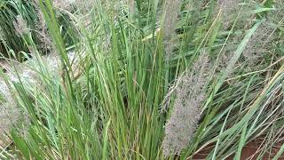 Calamagrostis brachytricha čes třtina rákosovitá [upl. by Esirtal394]