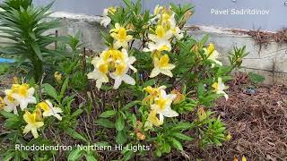 Rhododendrons in the northern Urals [upl. by Comfort898]