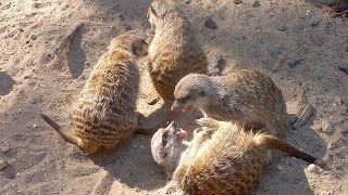 Erdmännchen Balgerei Meerkats Playing [upl. by Tani]