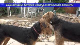 large Airedale Terriers [upl. by Swiercz]