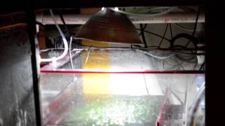 How To Set Up Sump Refugium [upl. by Husein]