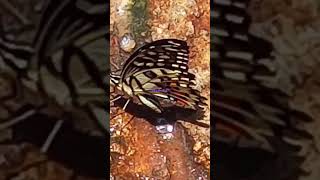 swallowtail butterfly earth wildlife [upl. by Abdulla]