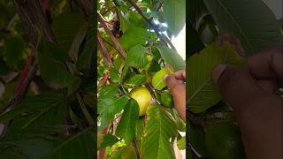 Prema O Prema vachava Prema music telugu guvava fruit shorts [upl. by Court655]