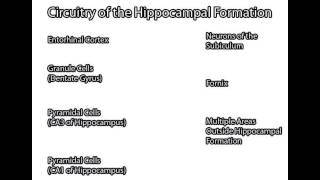 Hippocampal Formation [upl. by Elroy]