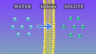 Osmosis Animation and Experiments [upl. by Jasen]