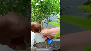 Make seedlings from tree branches with watershots gardening [upl. by Rengia477]