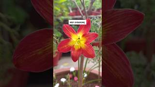 See How Quick and Easy It Is to Grow Rain Lilies from Seeds 🌷🌱quot😊 gardening flowers nature [upl. by Uticas]