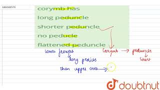 corymb has  12  INFIORESCENCE  BIOLOGY  DINESH PUBLICATION ENGLISH  Doubtnut [upl. by Romanas]