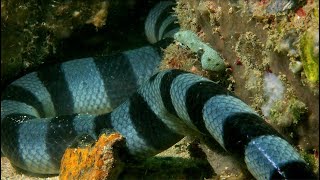 Yellowlipped Banded Sea Krait Snake Pulau Hantu Singapore Nature 2020 [upl. by Miza]