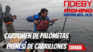 CARDUMEN DE PALOMETAS FRENESI DE CABRILLONES DE 4 KG [upl. by Nawrocki]