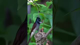 THE BLACK PARADISE FLYCATCHER MALE flycatchers birdslover naturelover [upl. by Oicapot983]