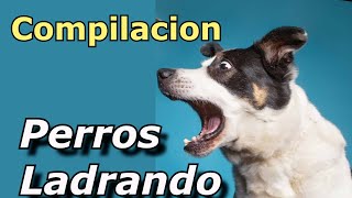 Perros Ladrando Muy Fuerte para molestar a tu perro o gato HD 6 [upl. by Adnertal200]