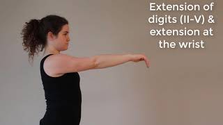 Muscle Actions Extensor Digitorum [upl. by Ellehcyt]