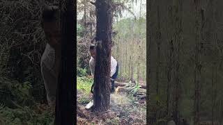 I am serious about cutting treeschainsaws hardwaretoolsviralvideo foryou [upl. by Yrred]