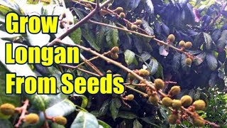 How To Grow Longan From Seed Easily [upl. by Avad]