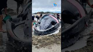 Why Do Whales Beach Themselves The Heartbreaking Truth [upl. by Bolt]