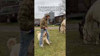 6 obedience commands your dog must master 🐶dogtraining dogcommands dogobedience [upl. by Lowis]