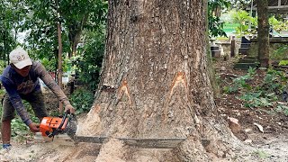 Wow… it’s crazy ‼️ Cut down big tall trembesi tree beside ancient site Stihl ms881 [upl. by Aid504]