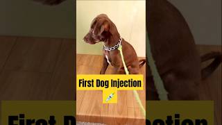 dog first injection💉dog doglover shortsfeed shortvideo shorts short viralvideo viralshort [upl. by Casilde168]