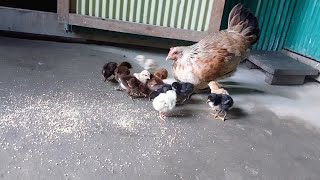 The mother hen is feeding the chicks  chick moppet  pet [upl. by Aneba]