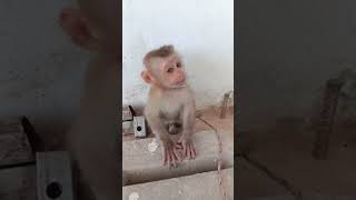 Today baby monkey outside [upl. by Schulein]