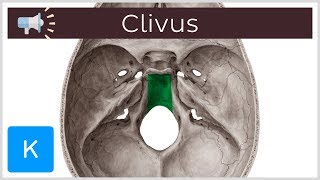 Clivus  Anatomical Terms Pronunciation by Kenhub [upl. by Legnaesoj638]