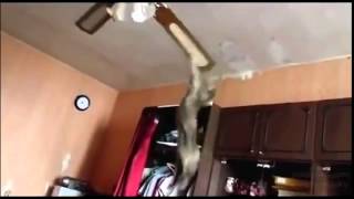 cat turns into a man while falling through the floorceiling [upl. by Riley]