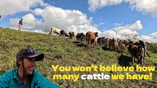 A Successful Cattle Muster [upl. by Aicul43]