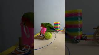 Bird Training  Smart lovebird Parrot  Smart Little Cute Parrot training smartparrot cute [upl. by Choo]