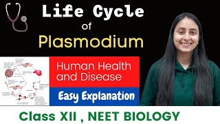 Life Cycle of Plasmodium  Malaria Parasite  CLASS XII  NEET [upl. by Lavoie]